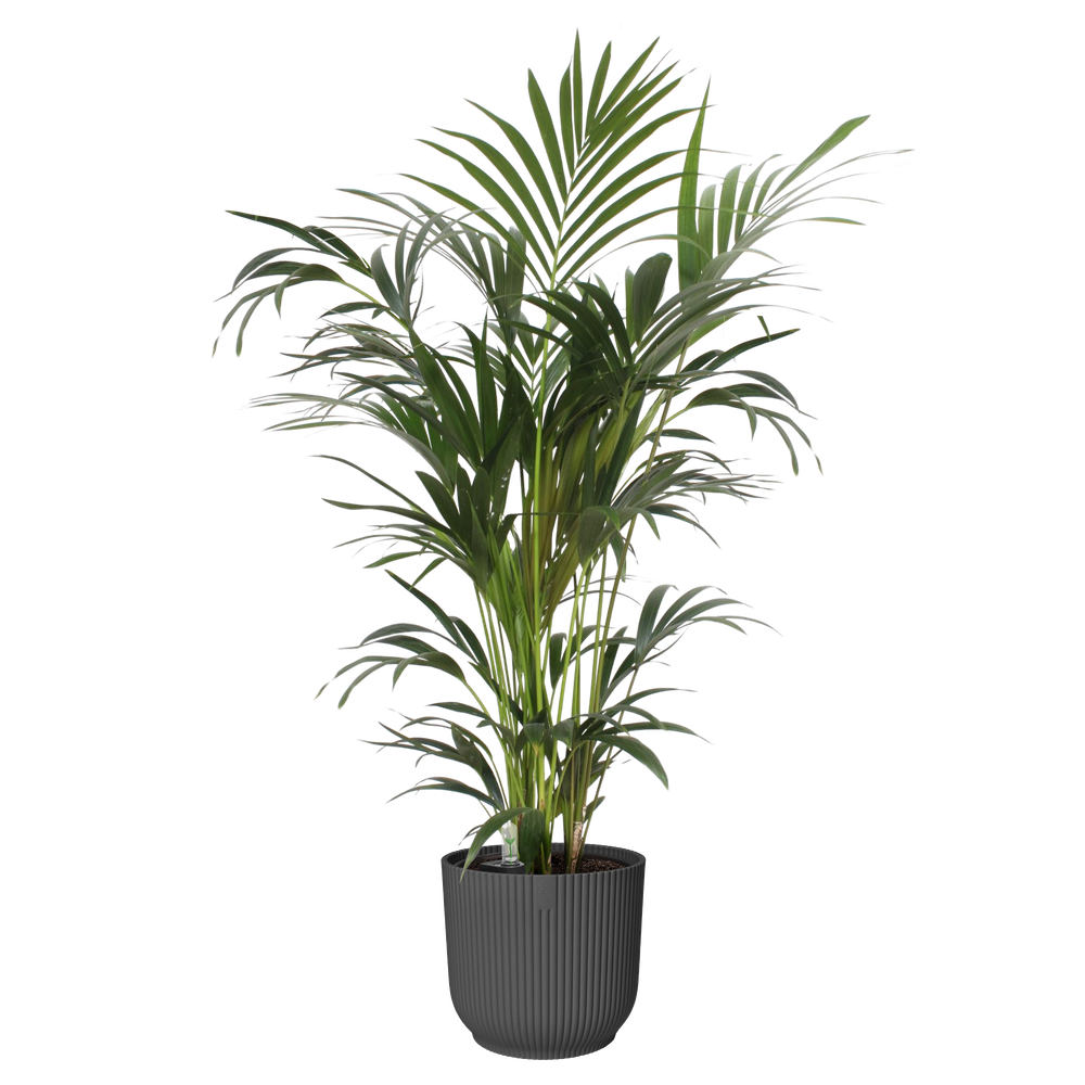 All-in-1 Brussel Round 25 + Swi 24