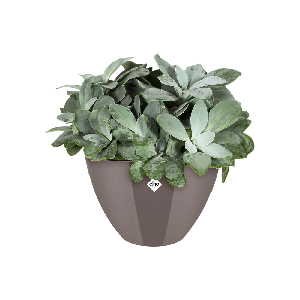 Brussels Diamond Oval High 36
