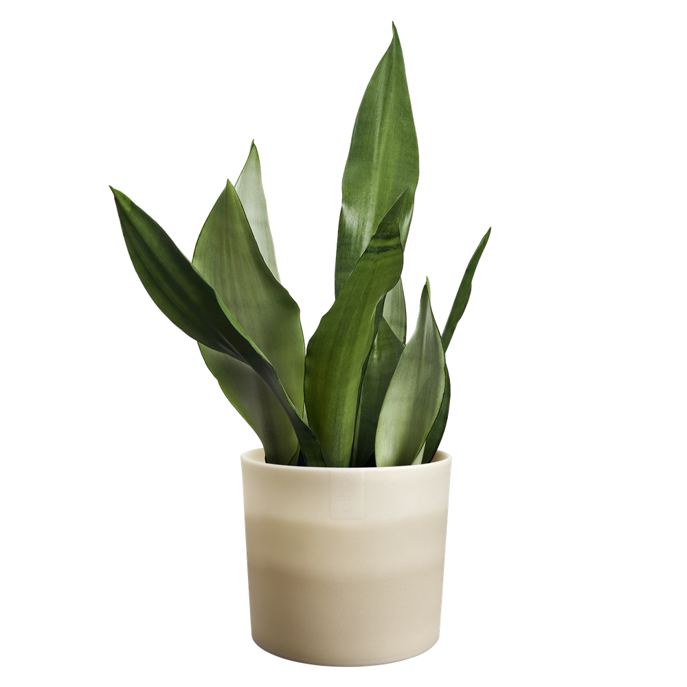 Colour Gradient Round 18