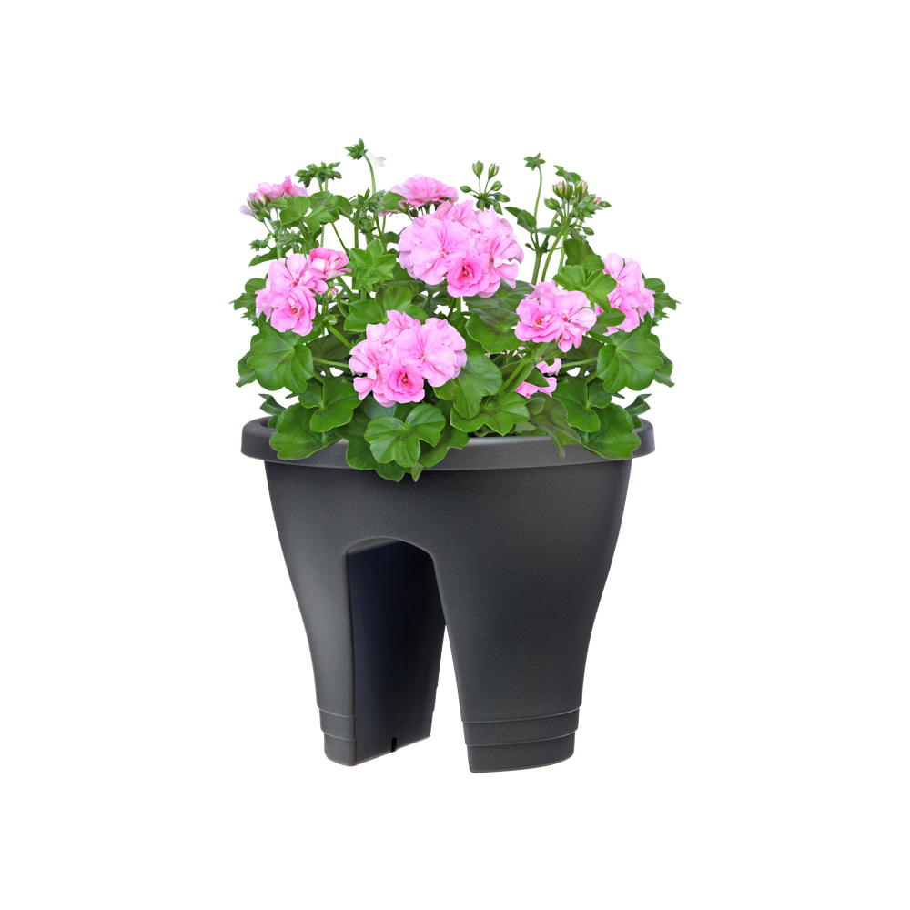 Corsica Flower Bridge 30