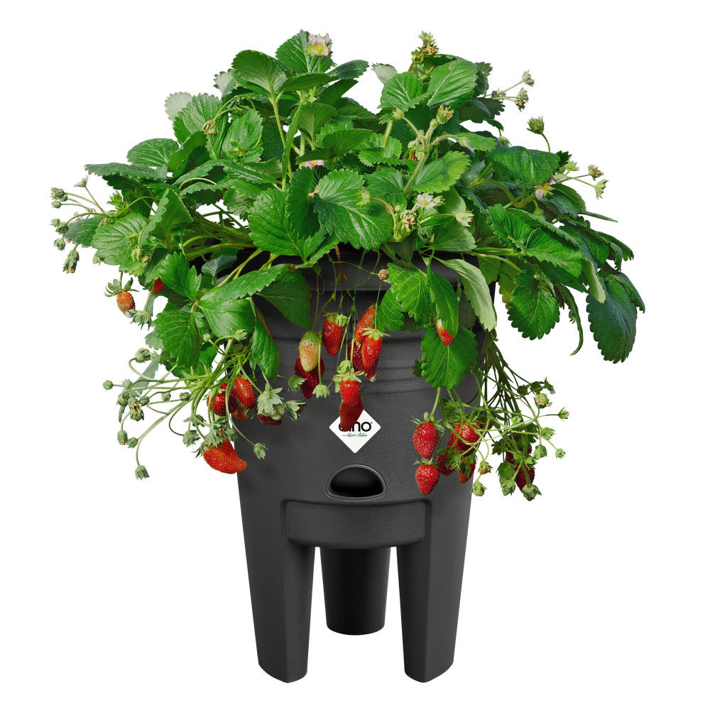 Green Basics Strawberry Pot 33