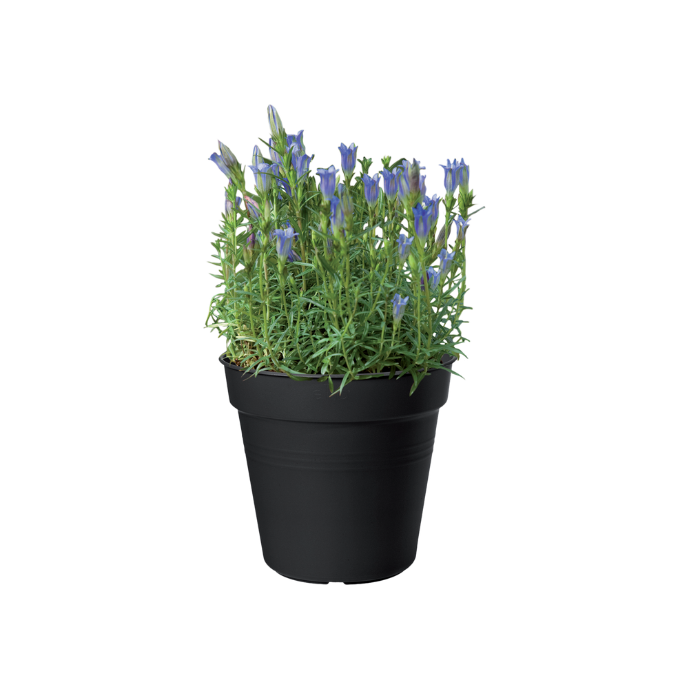 Green Basics Growpot 17