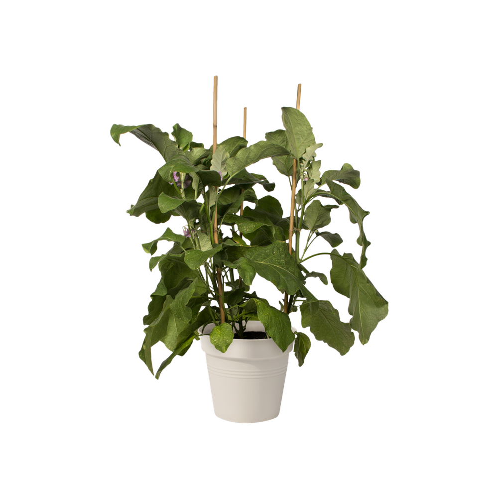 Green Basics Growpot 17