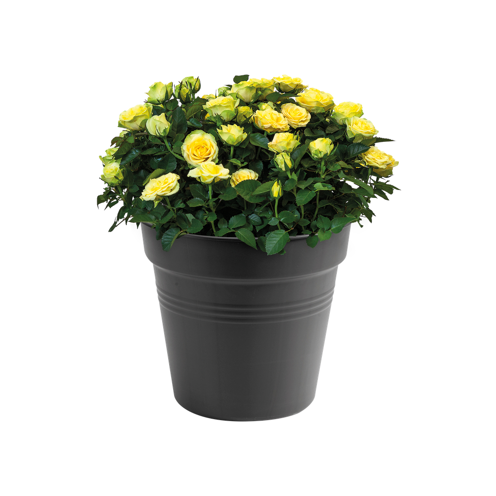 Green Basics Growpot 40