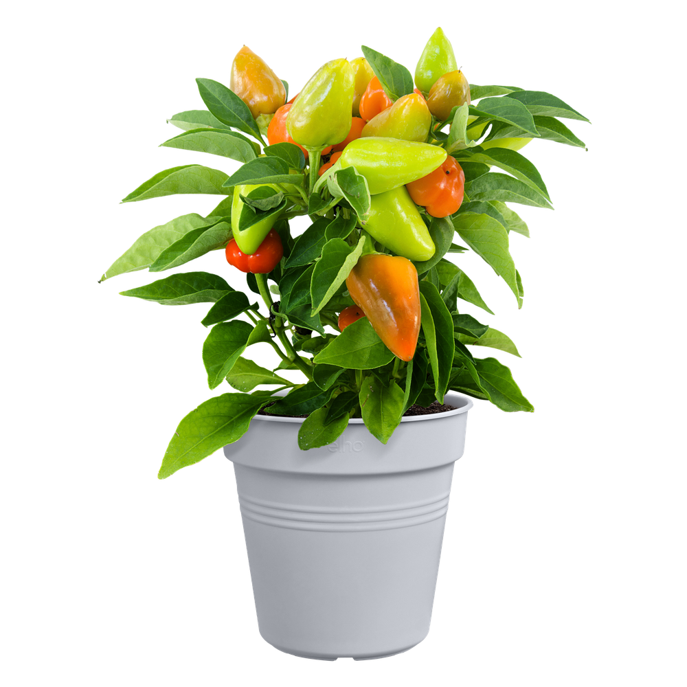 Green Basics Growpot 11