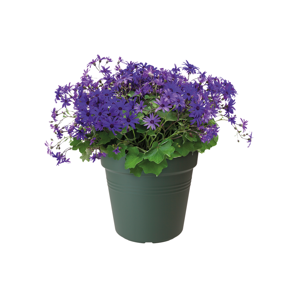 Green Basics Growpot 17