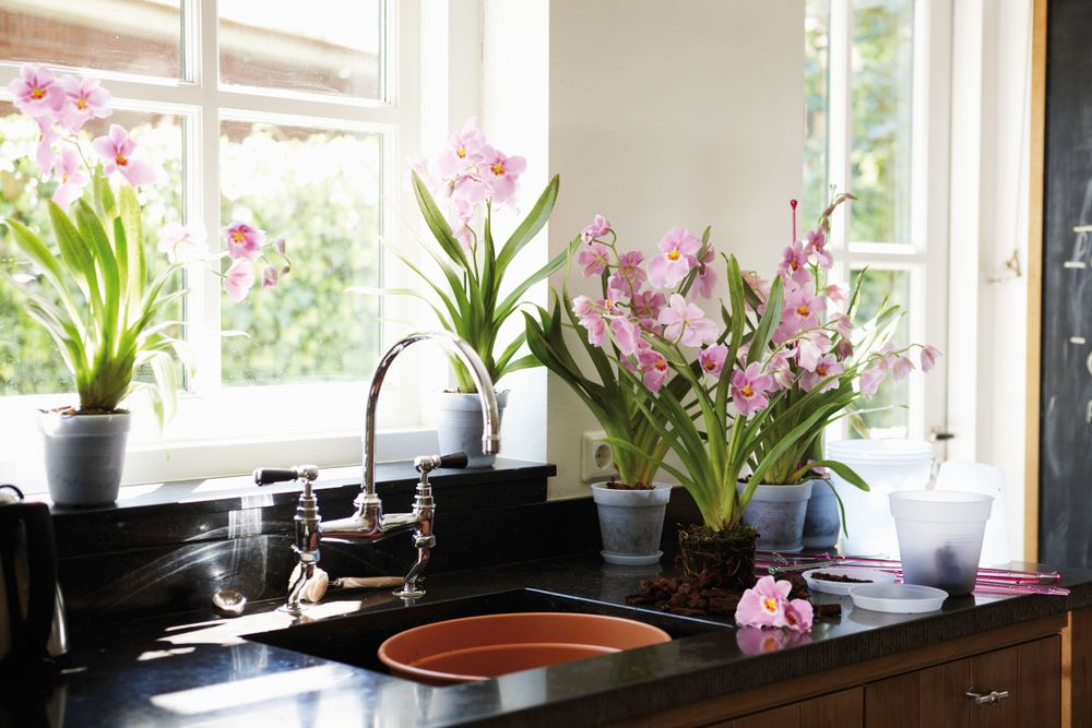 Green Basics Orchid 13