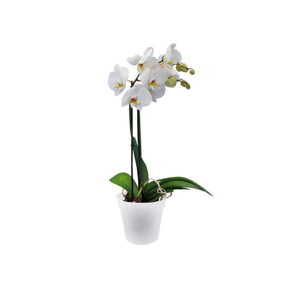 Green Basics Orchid 13