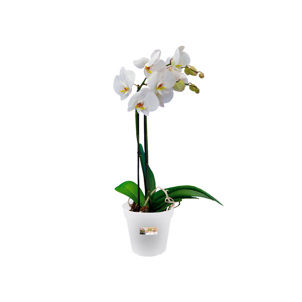 Green Basics Orchid 13