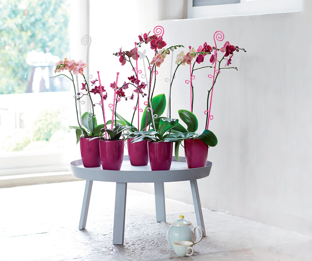 Orchideco Butterfly 53