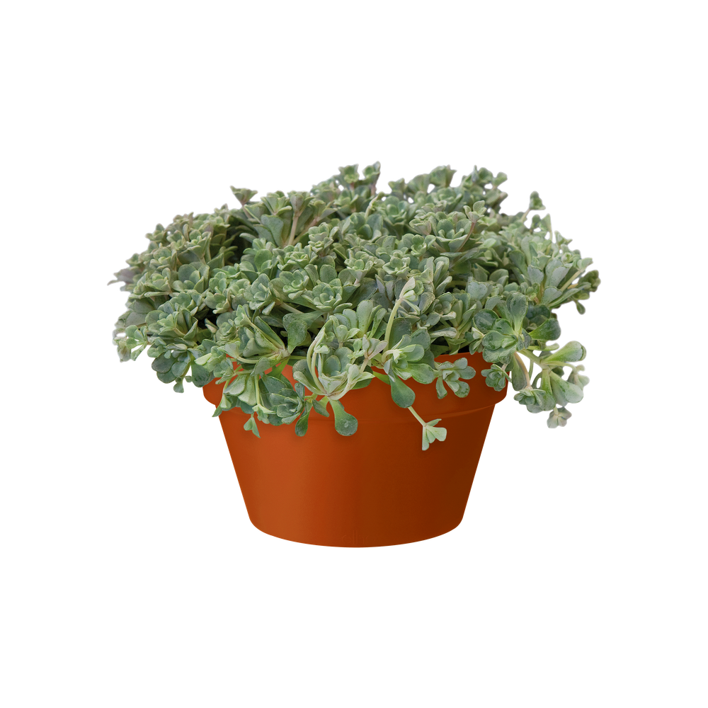 Loft Urban Bowl 35