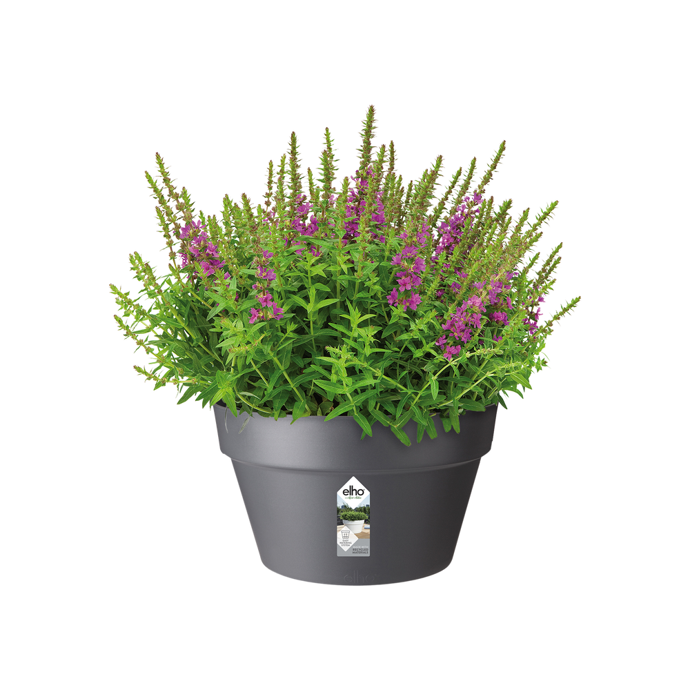 Loft Urban Bowl 35