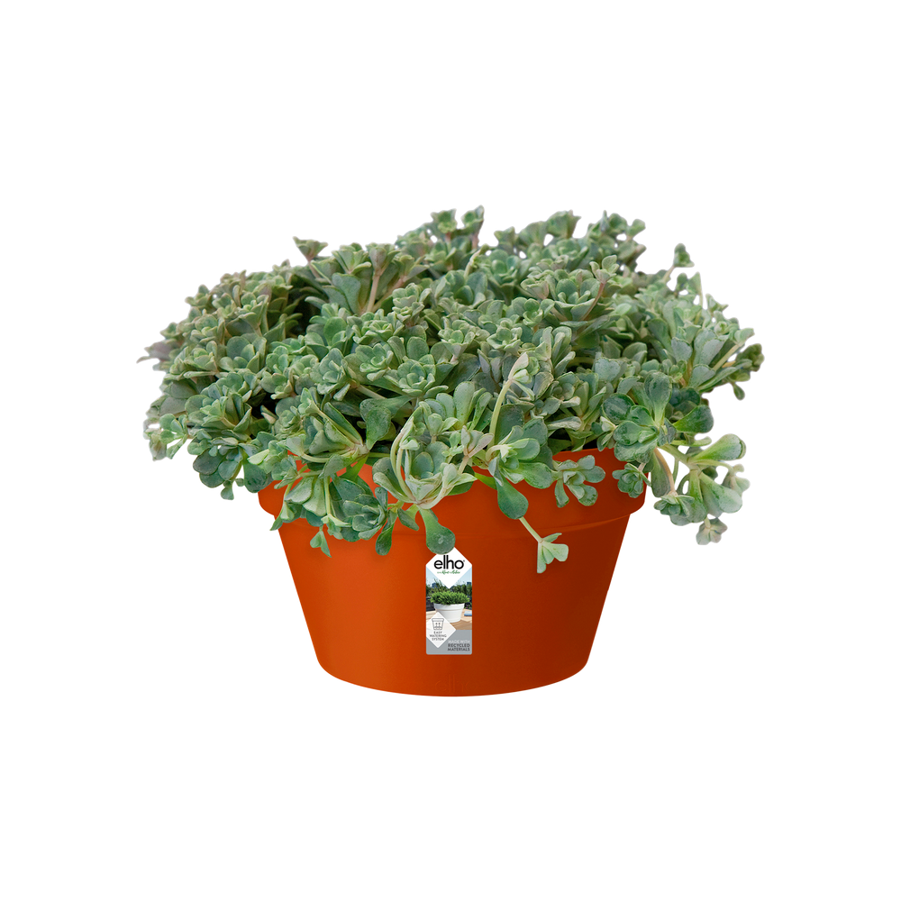 Loft Urban Bowl 35