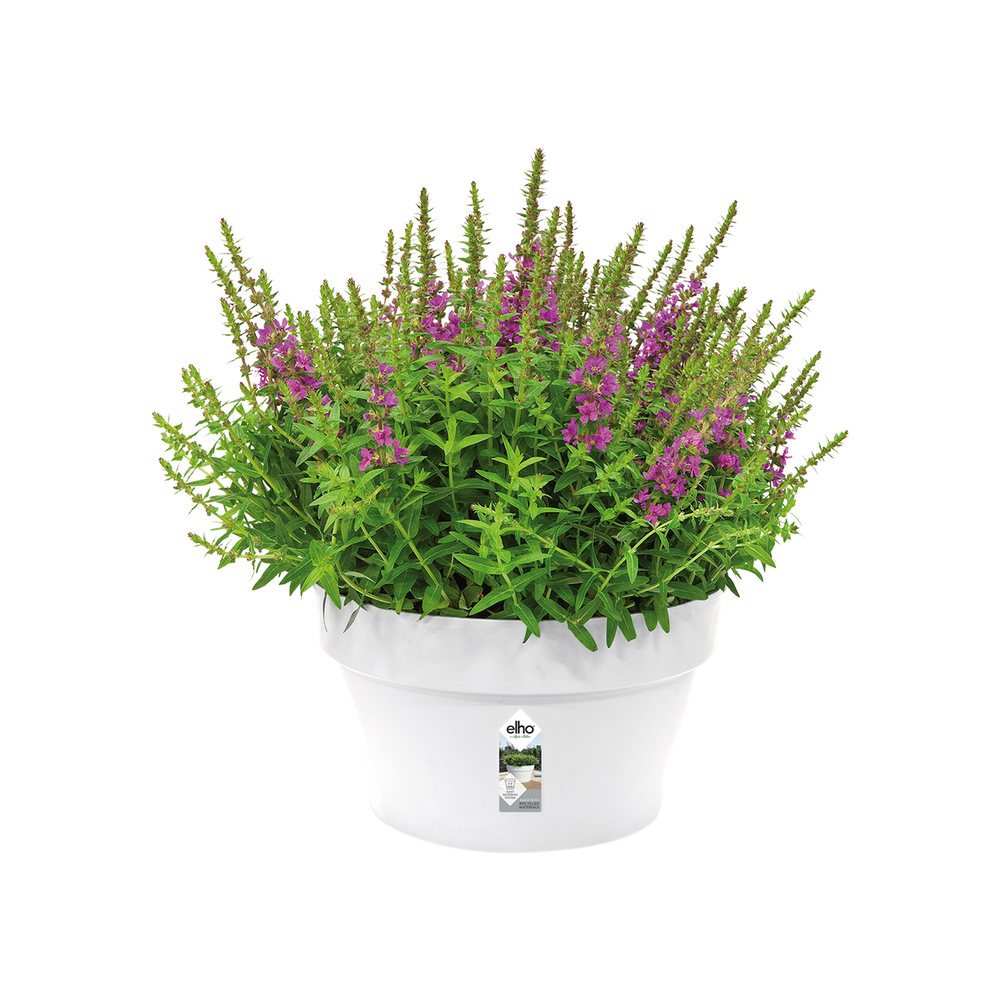 Loft Urban Bowl 35
