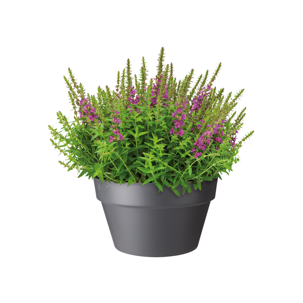 Loft Urban Bowl 35