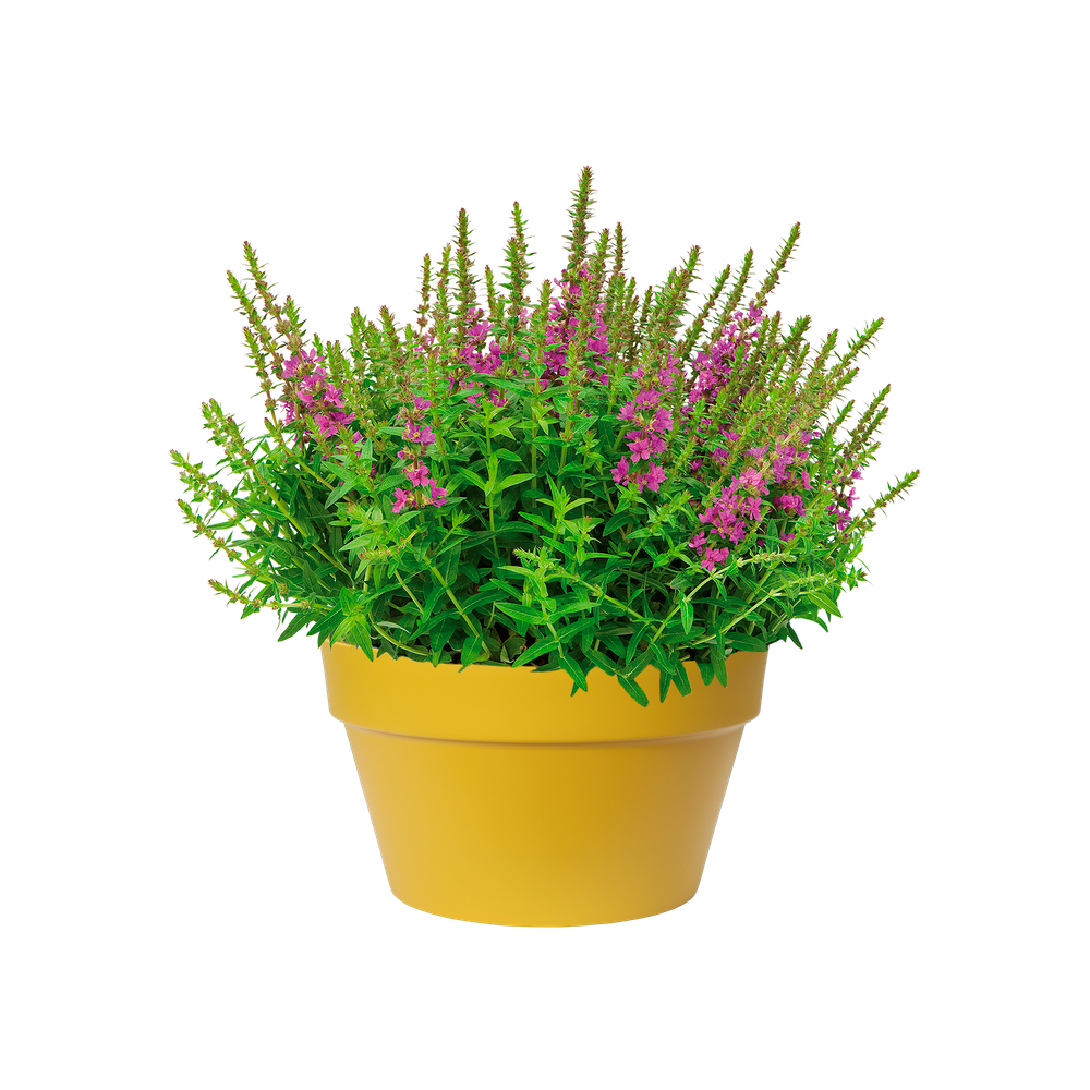 Loft Urban Bowl 35