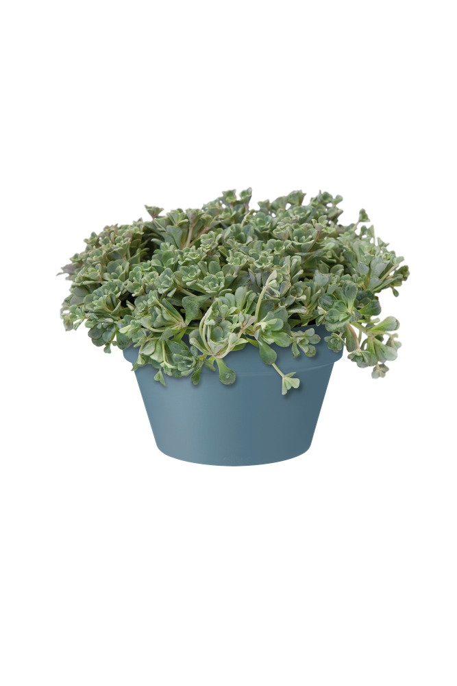 Loft Urban Bowl 35