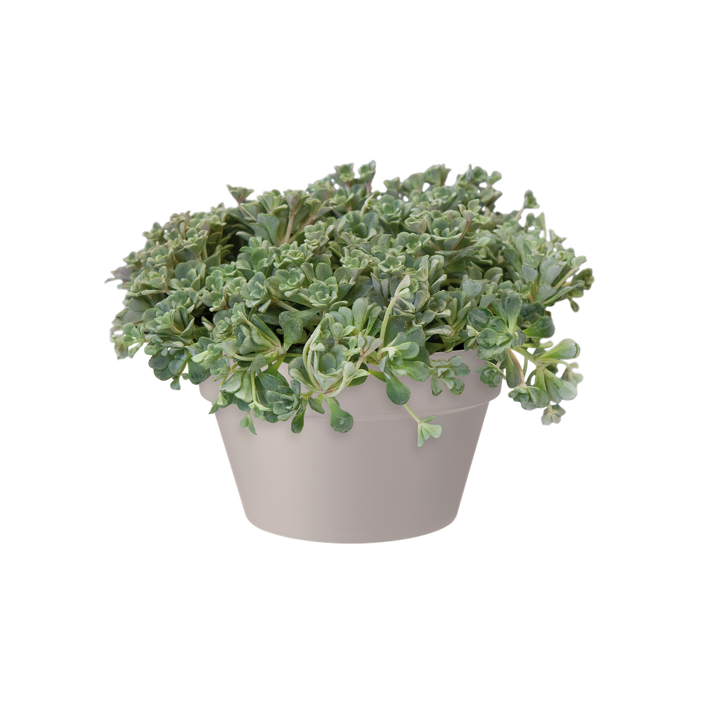 Loft Urban Bowl 35
