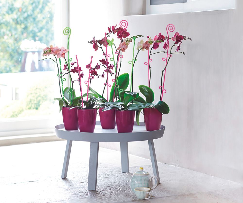 Orchideco Butterfly 53