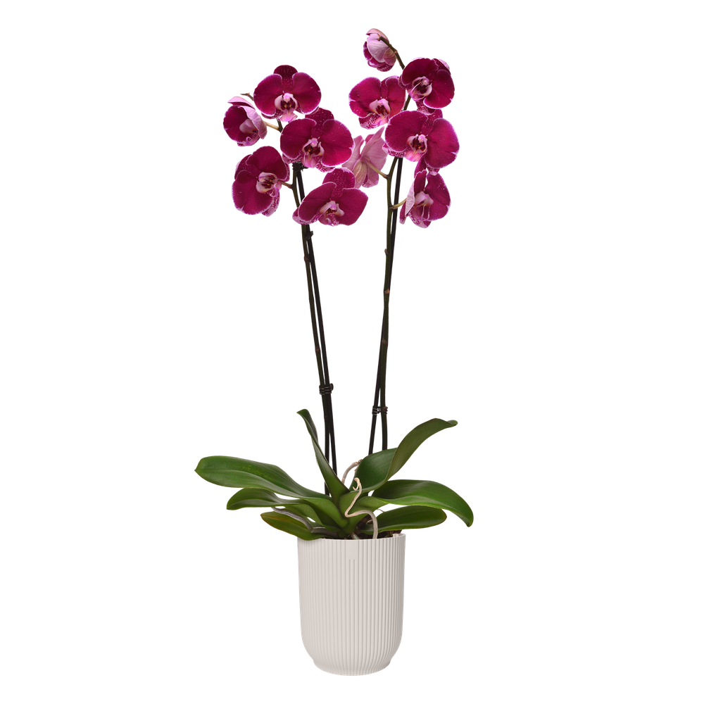 Vibes Fold Orchid High 12,5