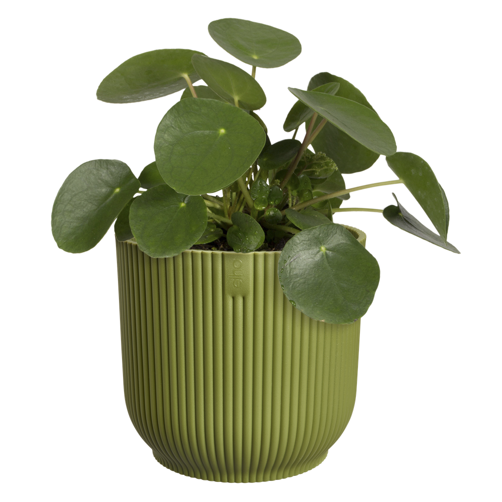 Vibes Fold Round 25