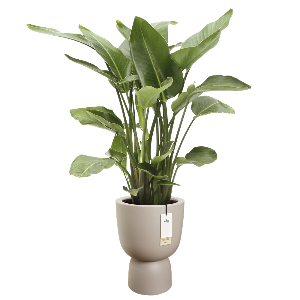 Amber Coupe 41