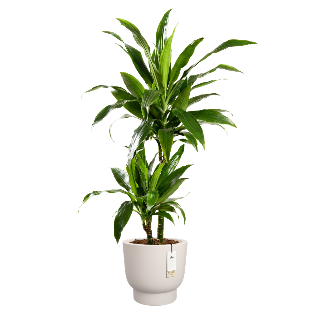 Amber Grail 47