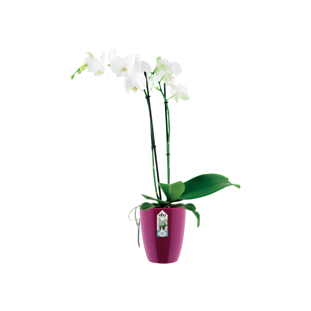 Brussels Diamond Orchid High 12,5