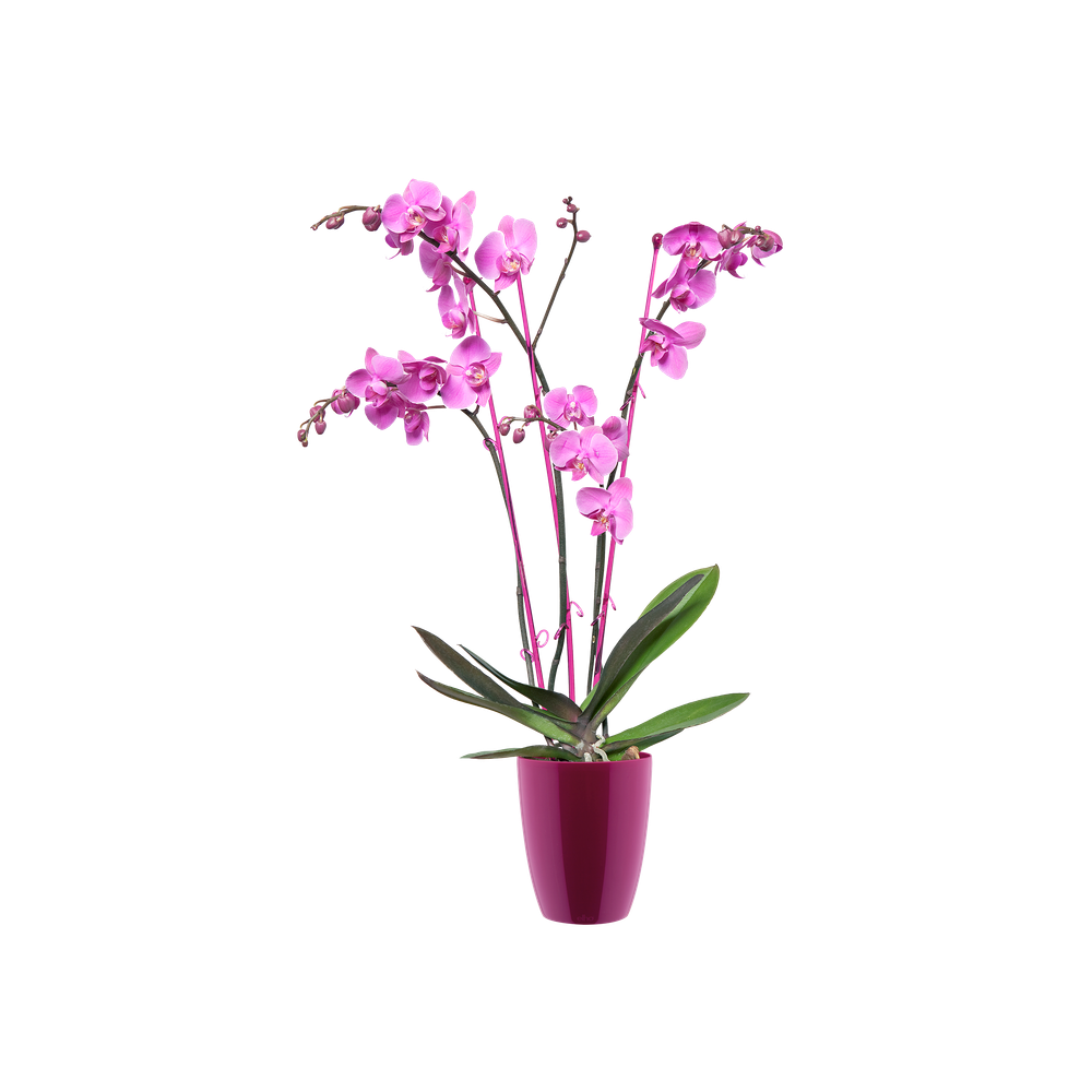 Brussels Diamond Orchid High 12,5