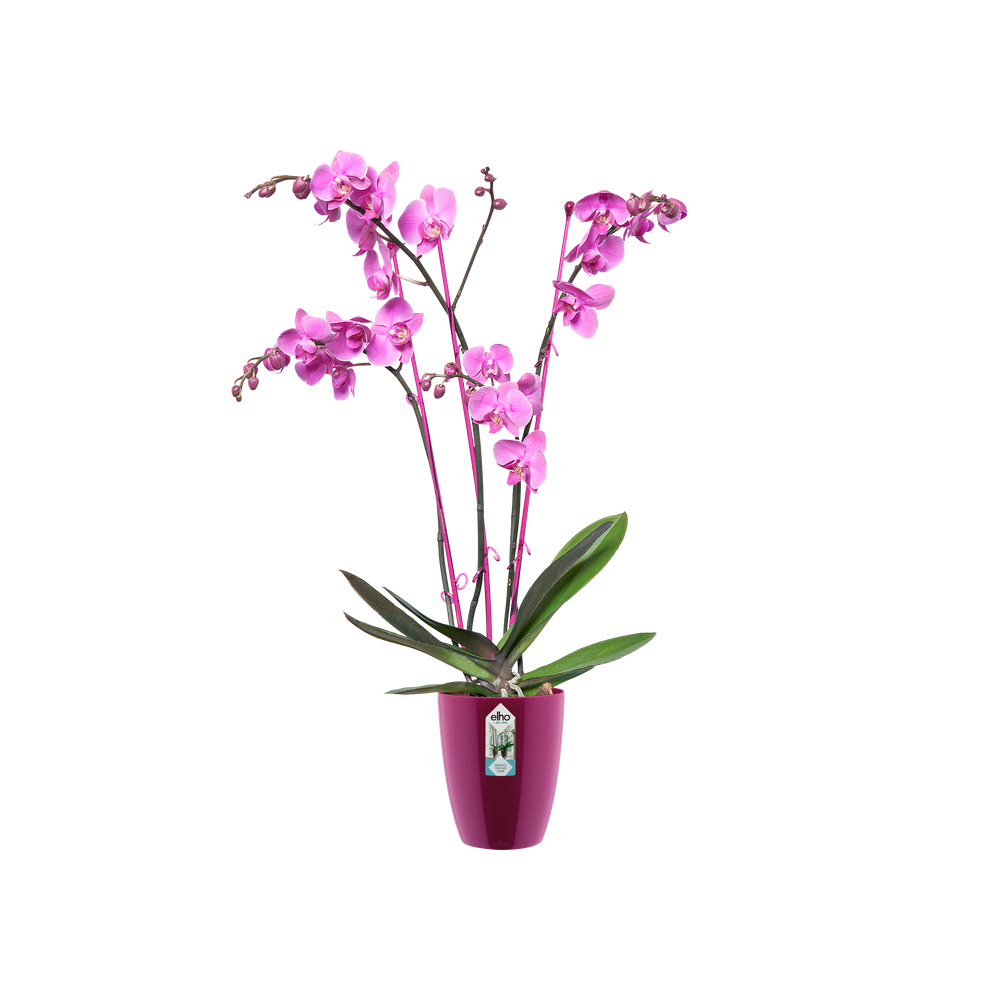 Brussels Diamond Orchid High 12,5