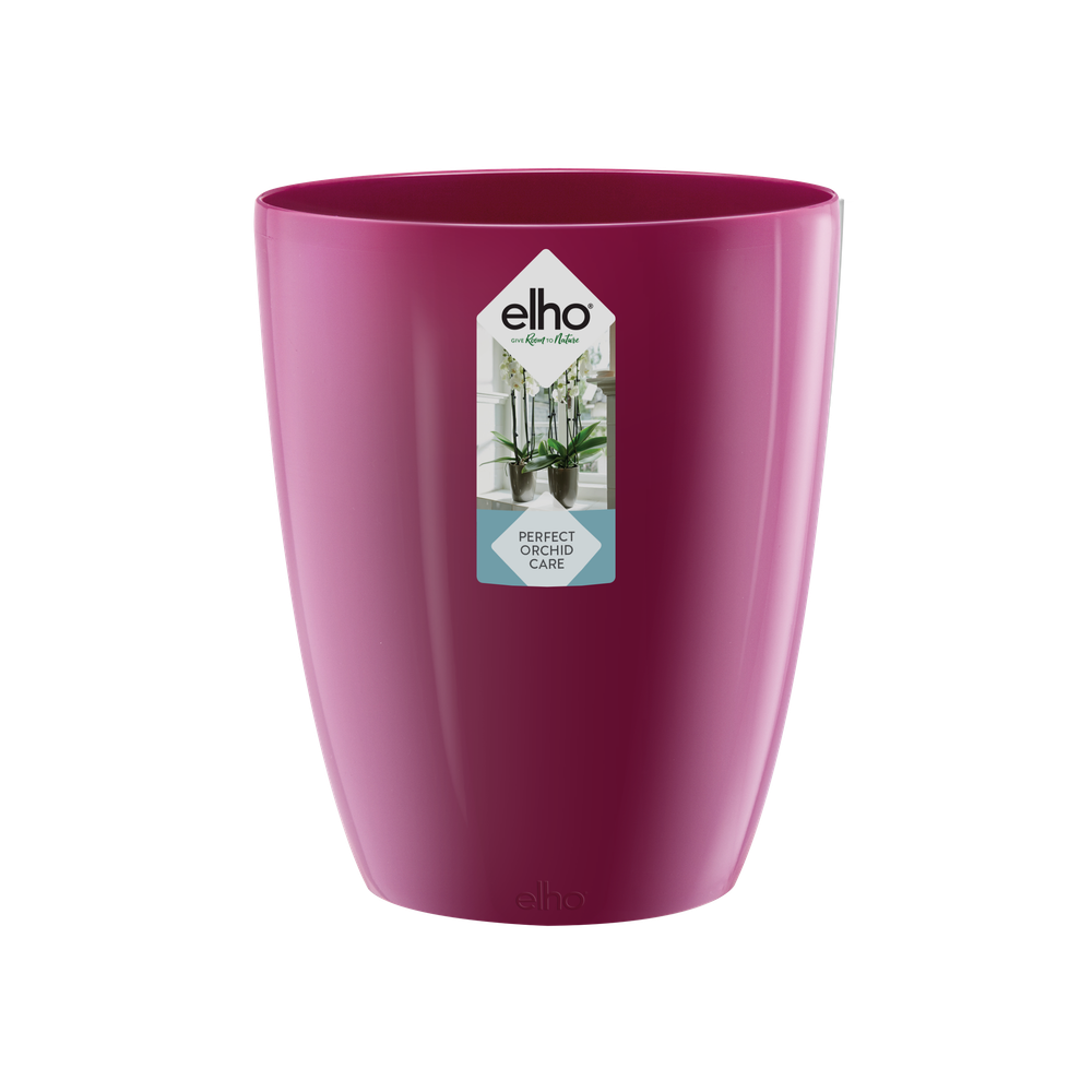 Brussels Diamond Orchid High 12,5