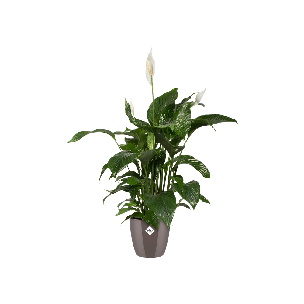 Brussels Diamond Round 20