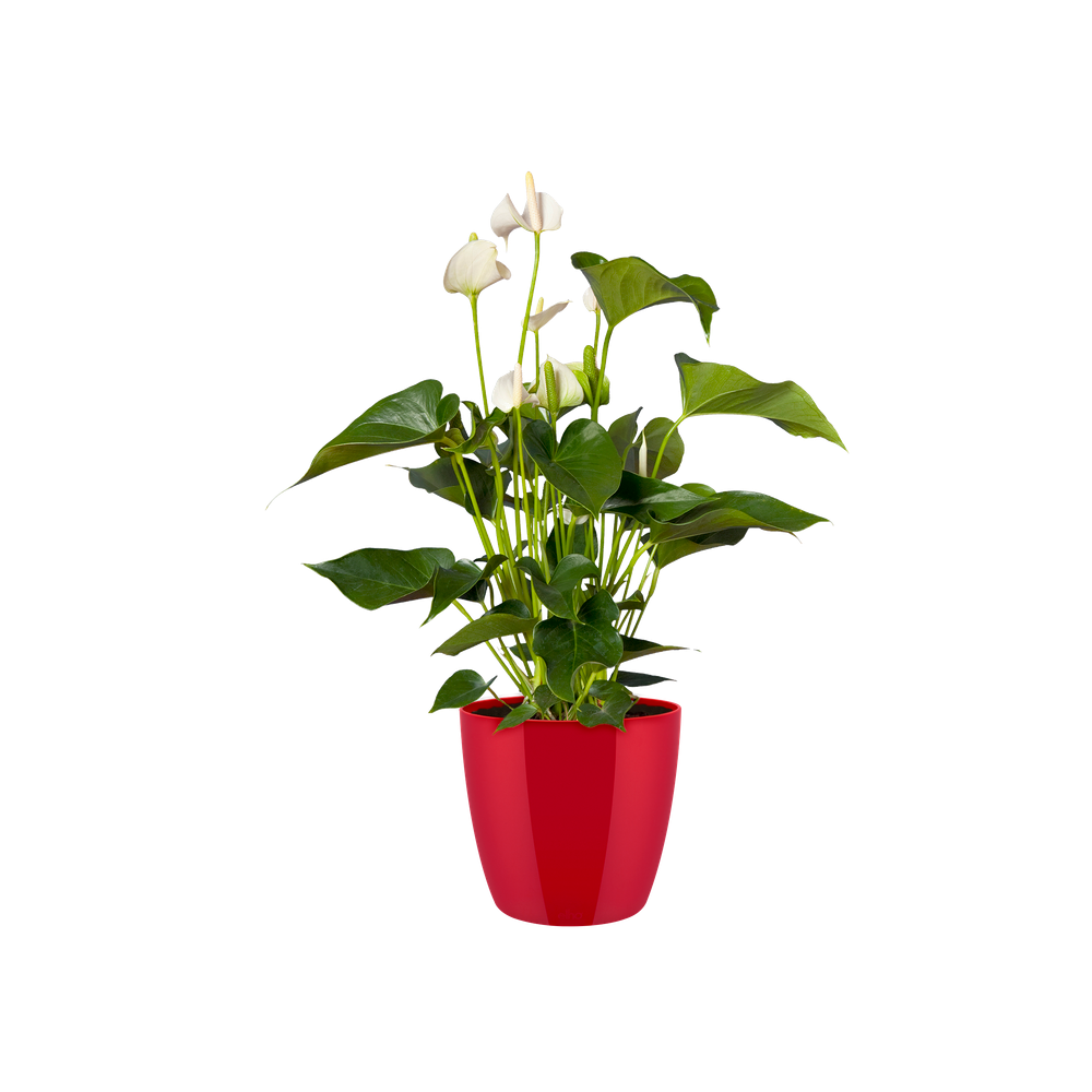 Brussels Diamond Round 20