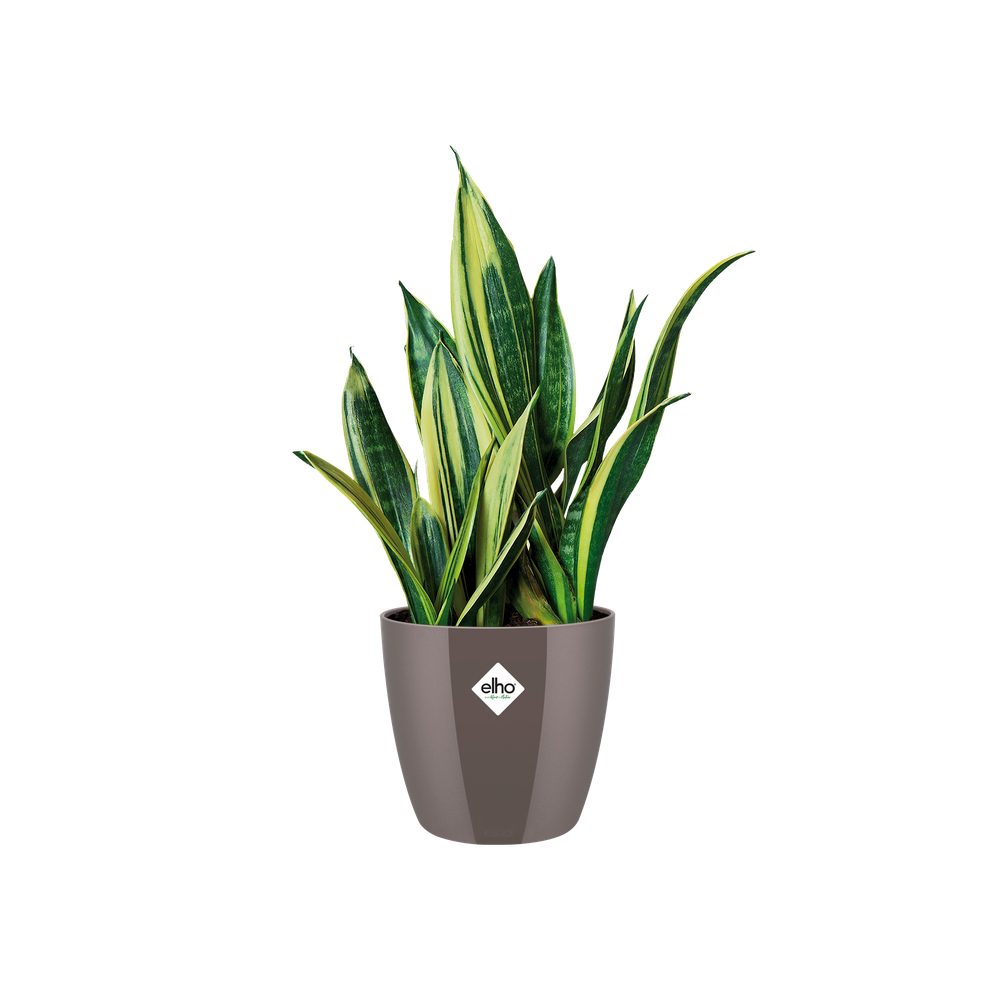 Brussels Diamond Round 20