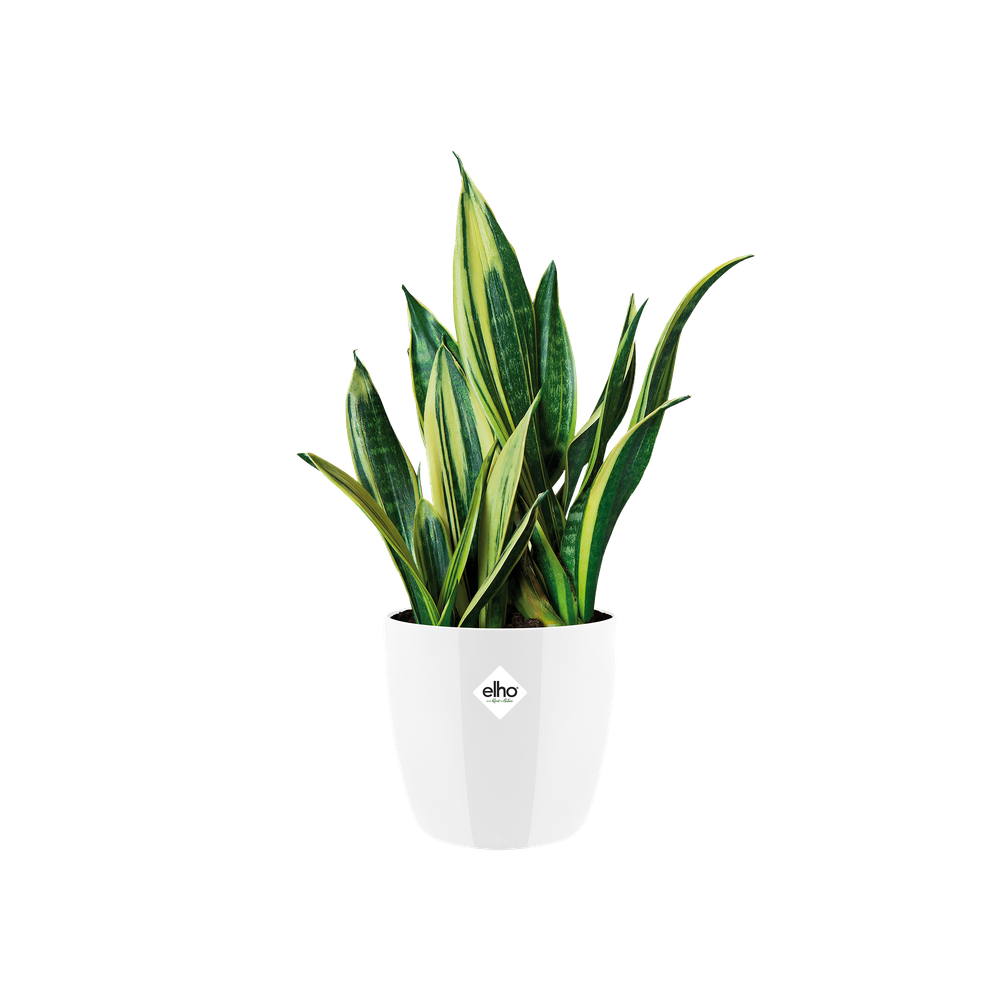 Brussels Diamond Round 20