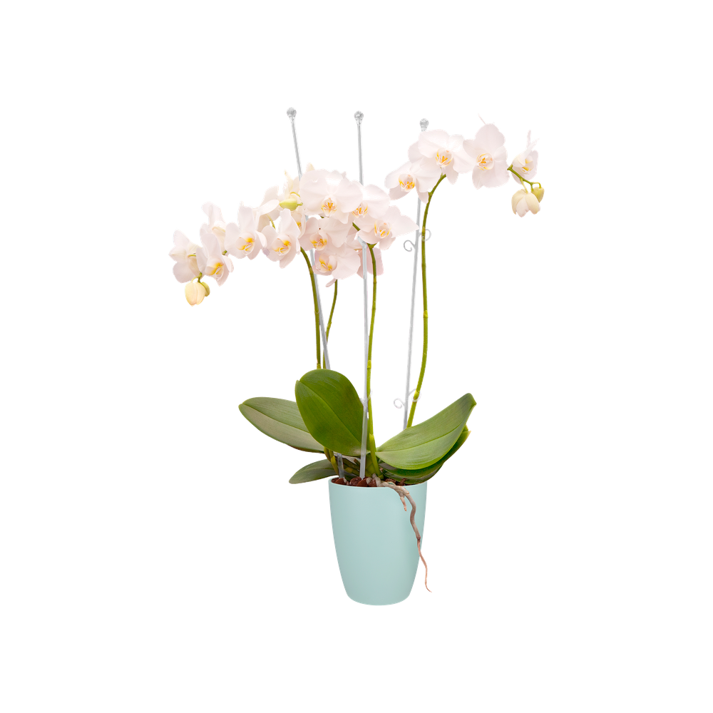 Orchideco Elegance 55