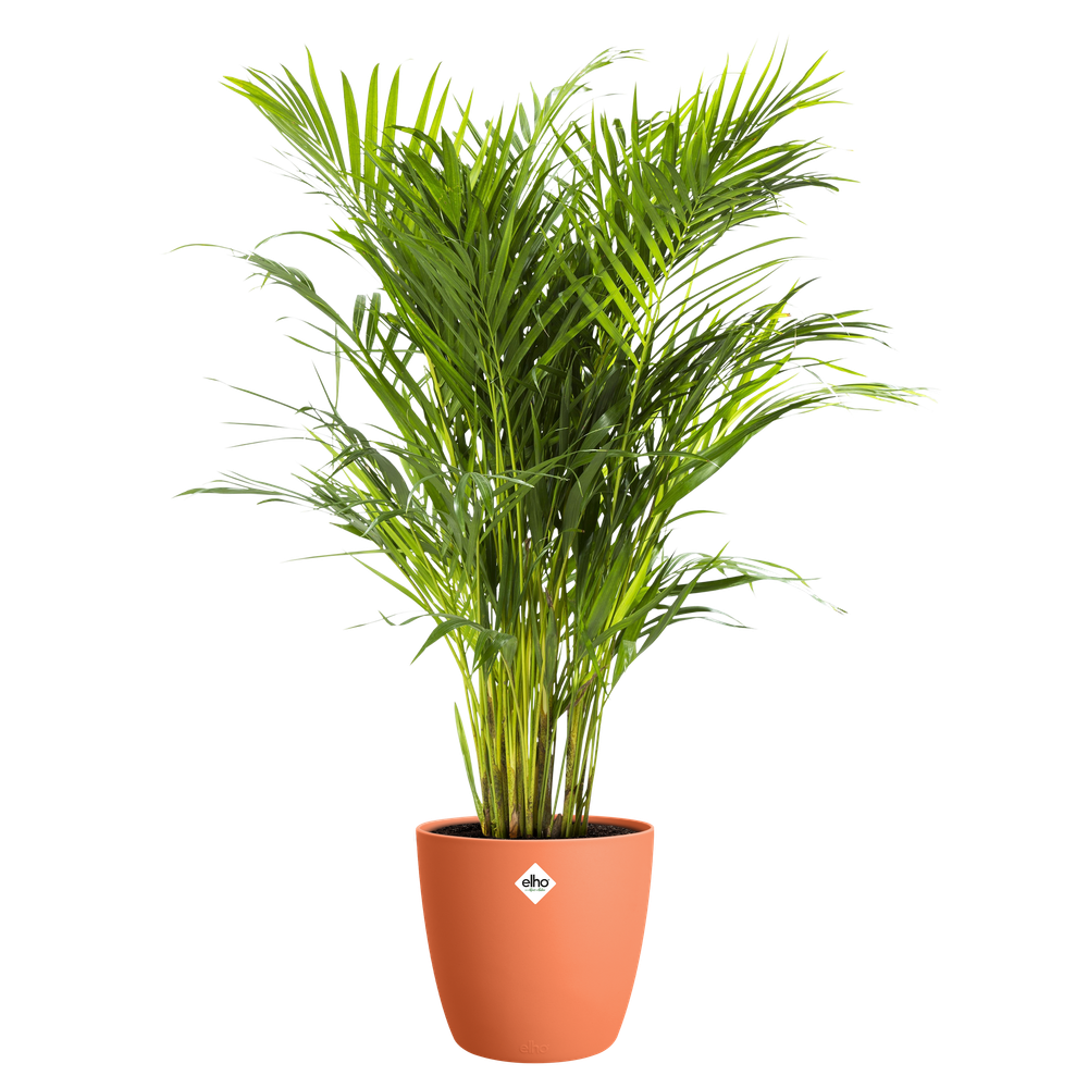 Brussels Round 20