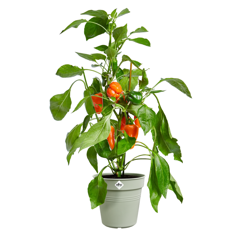 Green Basics Growpot 40