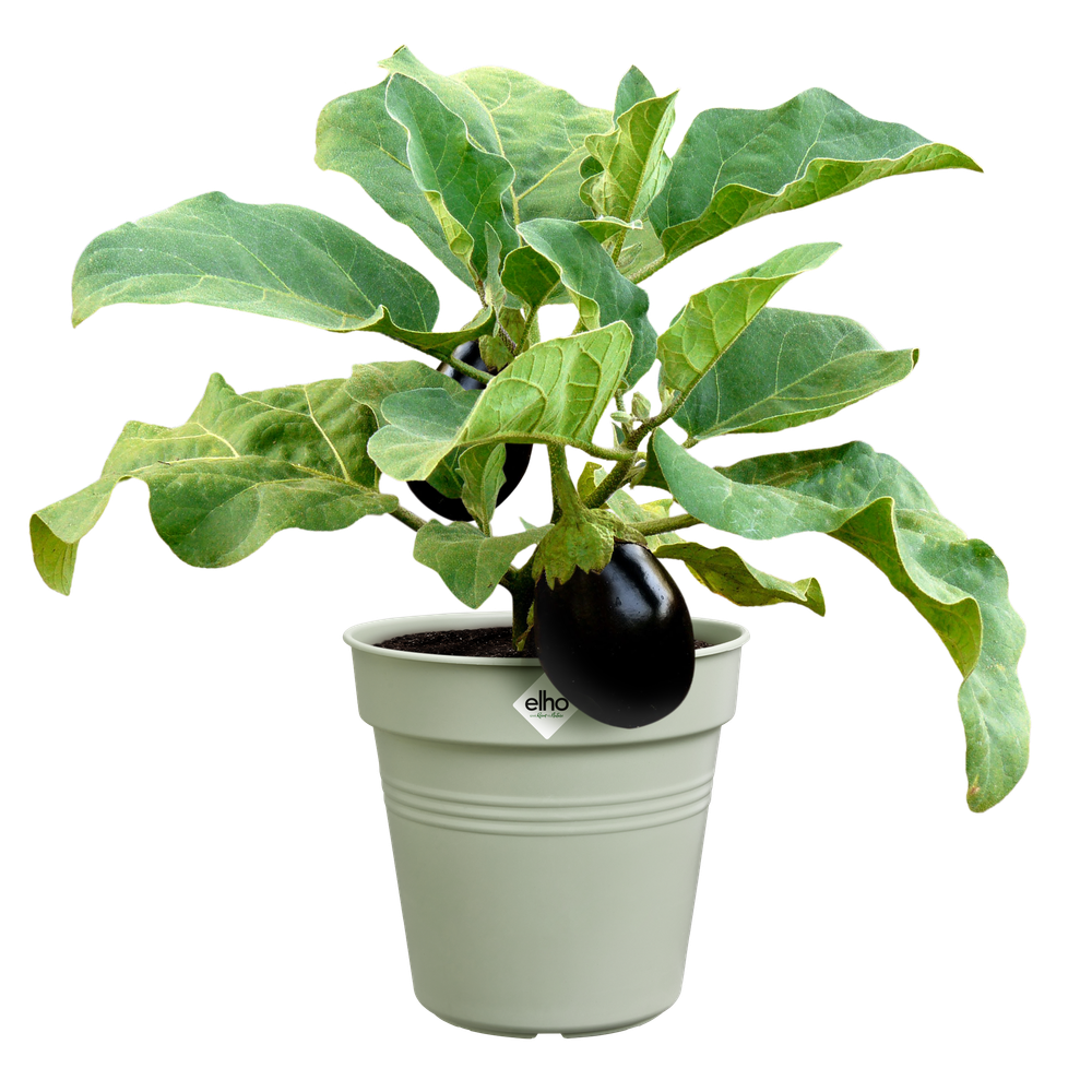 Green Basics Growpot 30
