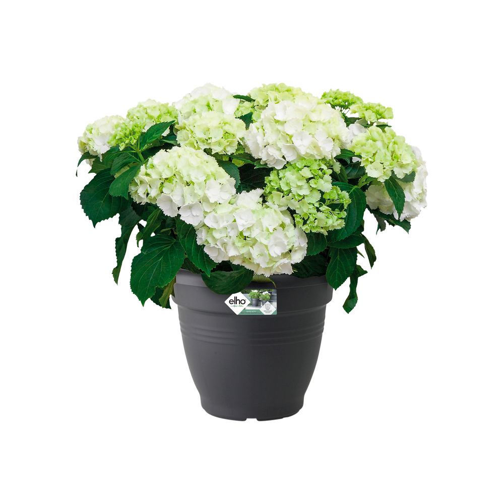 Green Basics Campana 40