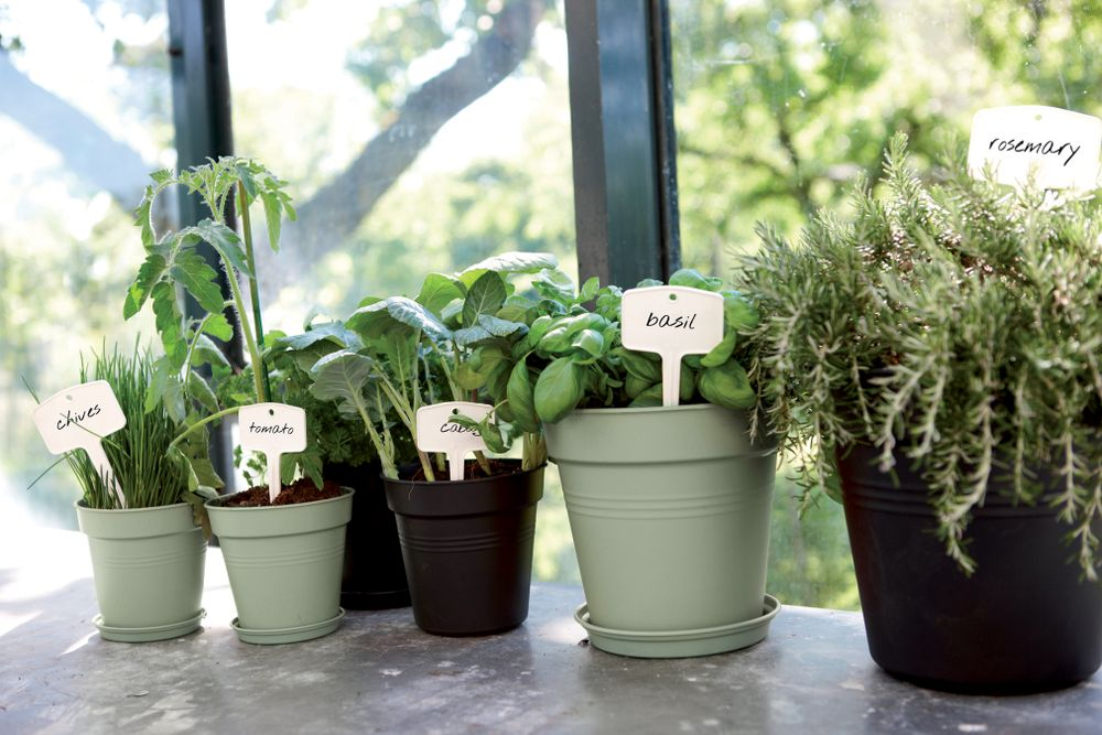 Green Basics Growpot 11