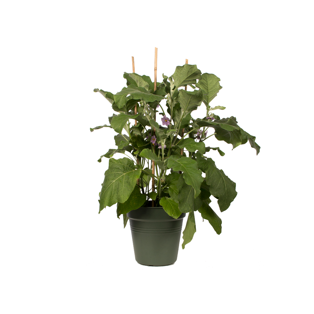 Green Basics Growpot 40