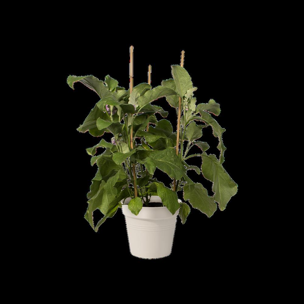 Green Basics Growpot 17