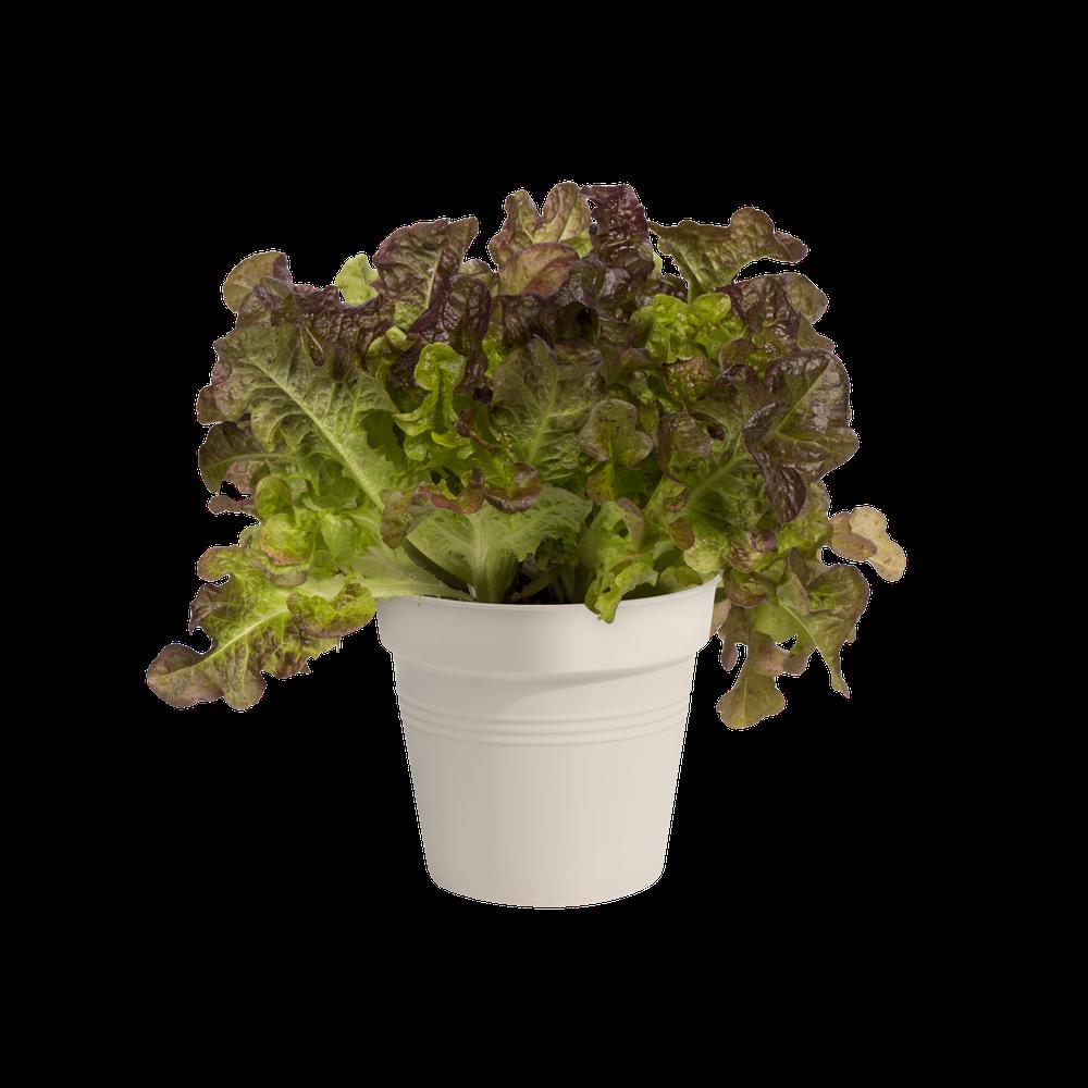 Green Basics Growpot 13