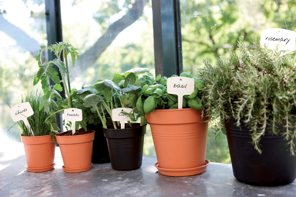 Green Basics Growpot 11