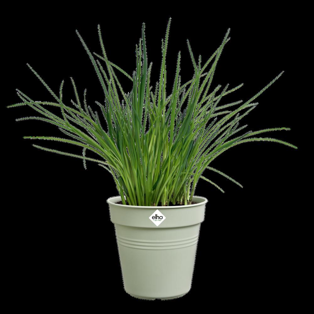 Green Basics Growpot 13