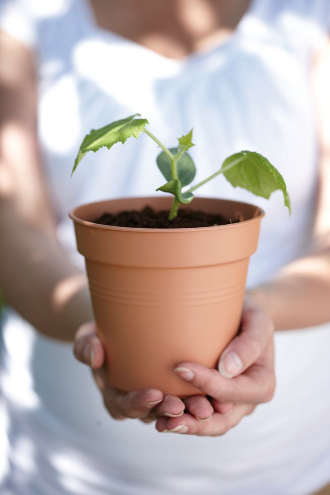 Green Basics Growpot 30
