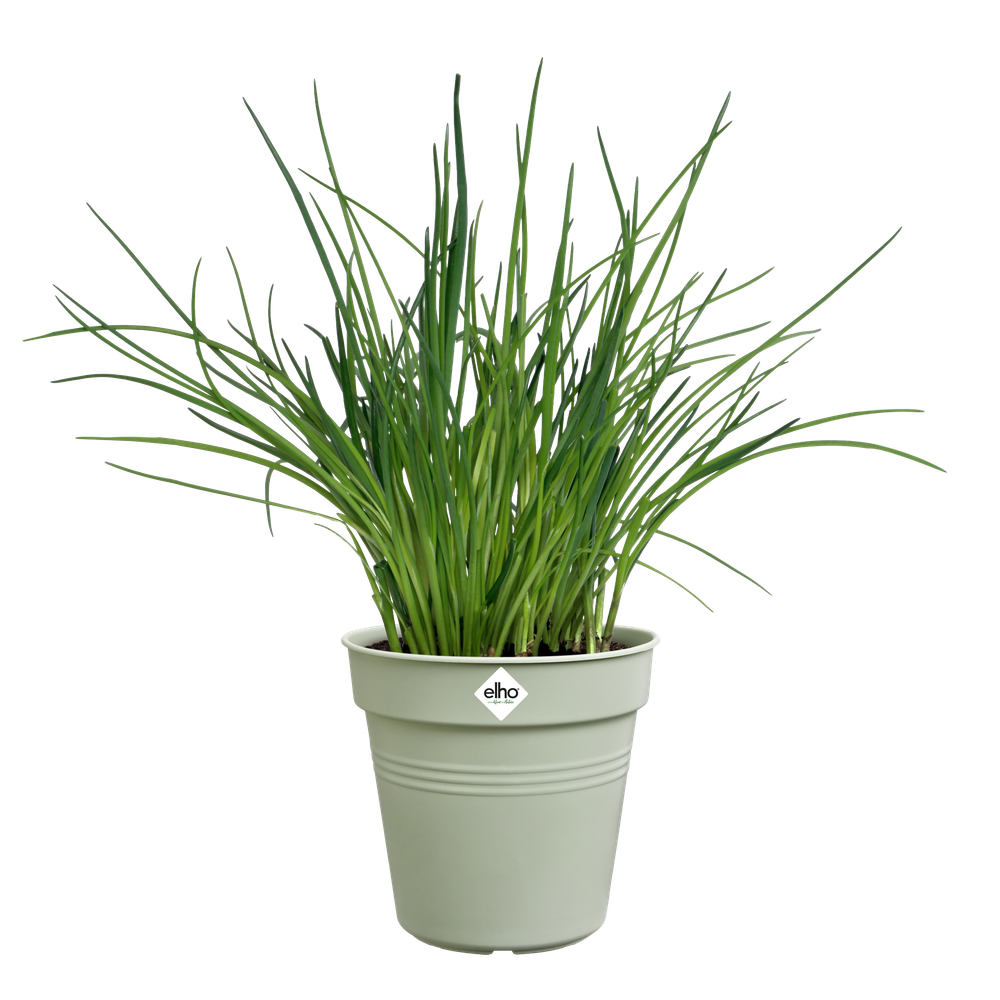 Green Basics Growpot 11