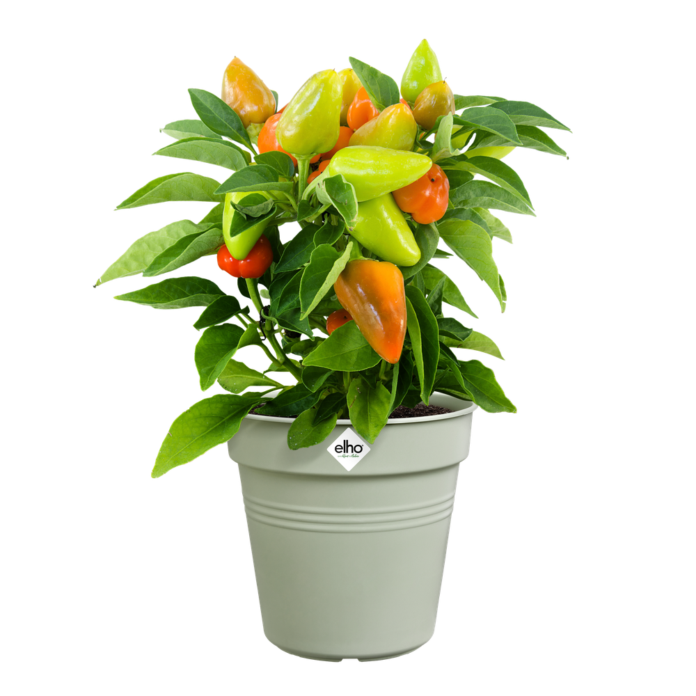 Green Basics Growpot 19