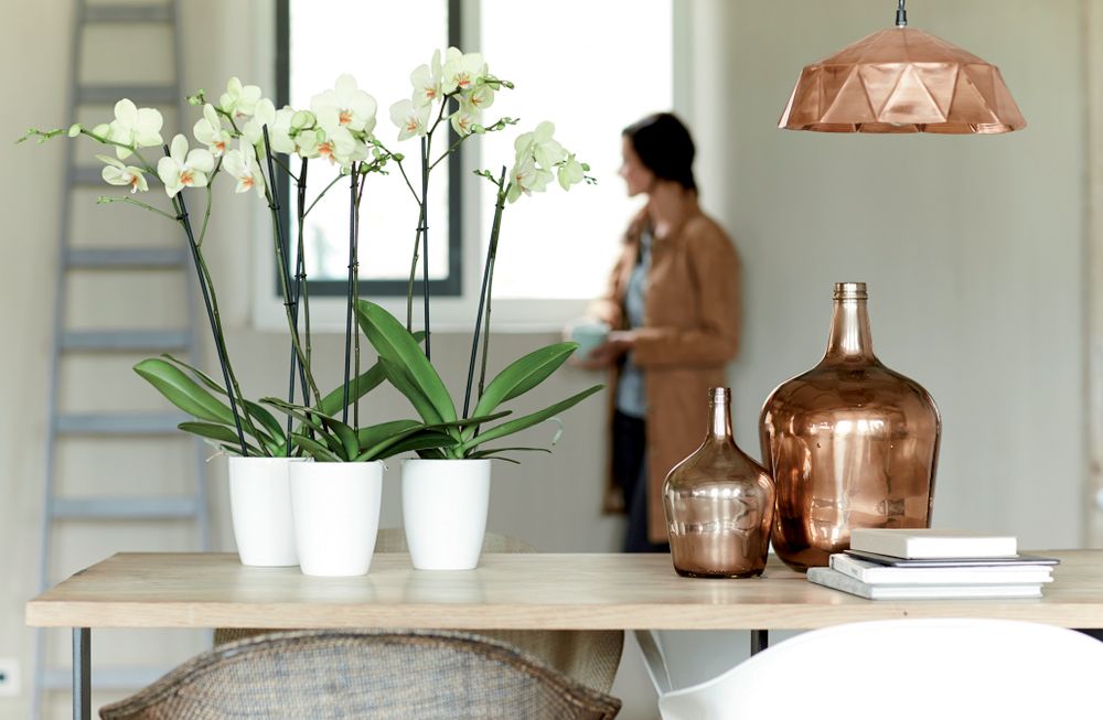 Brussels Diamond Orchid High 12,5